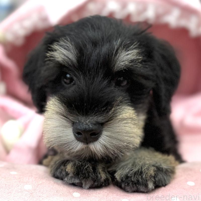 販売中の大阪府のミニチュアシュナウザー-422875の4枚目