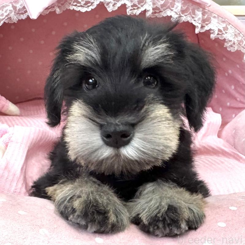 販売中の大阪府のミニチュアシュナウザー-422875の3枚目