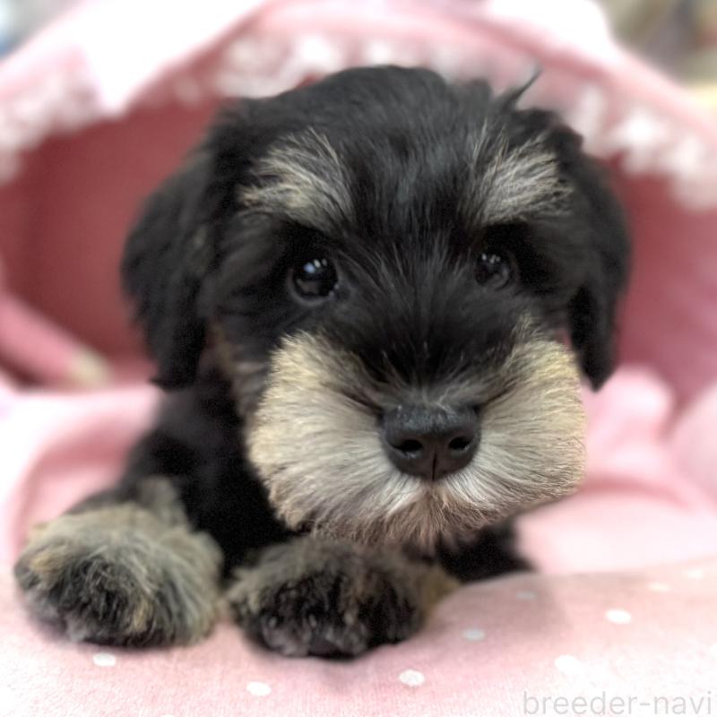 販売中の大阪府のミニチュアシュナウザー-422875の2枚目