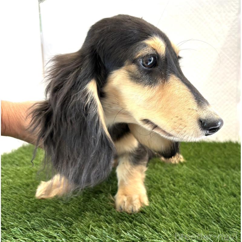 販売中の群馬県のミニチュアダックスフンド(ロングヘアード)-422877の4枚目