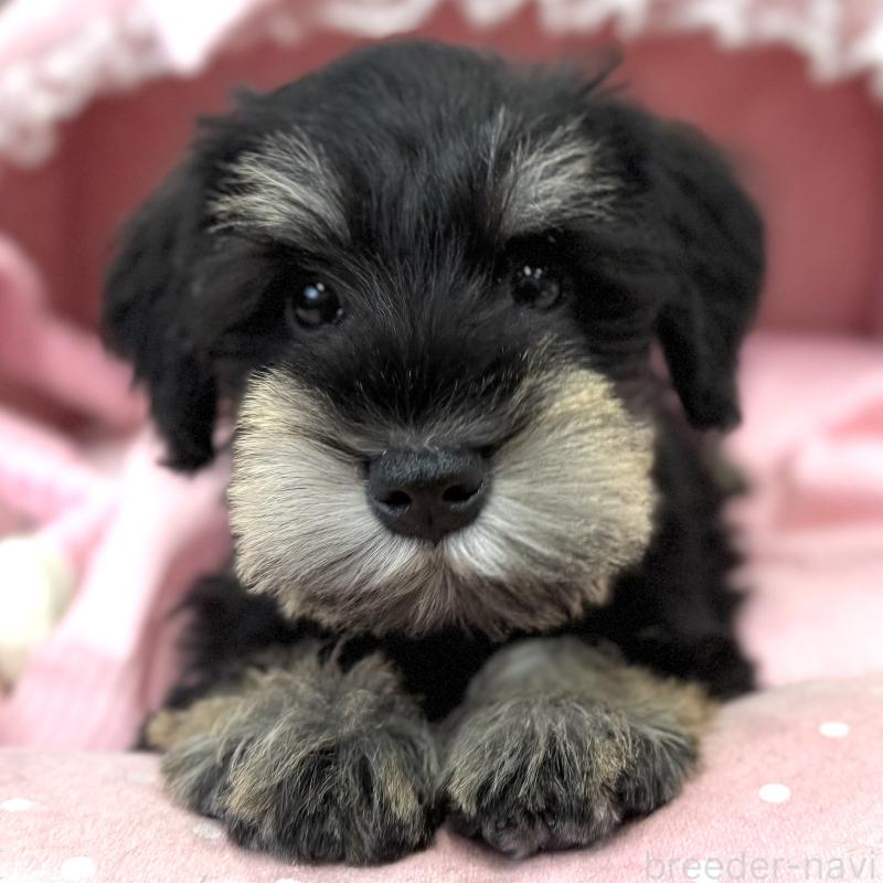 販売中の大阪府のミニチュアシュナウザー-422875の1枚目