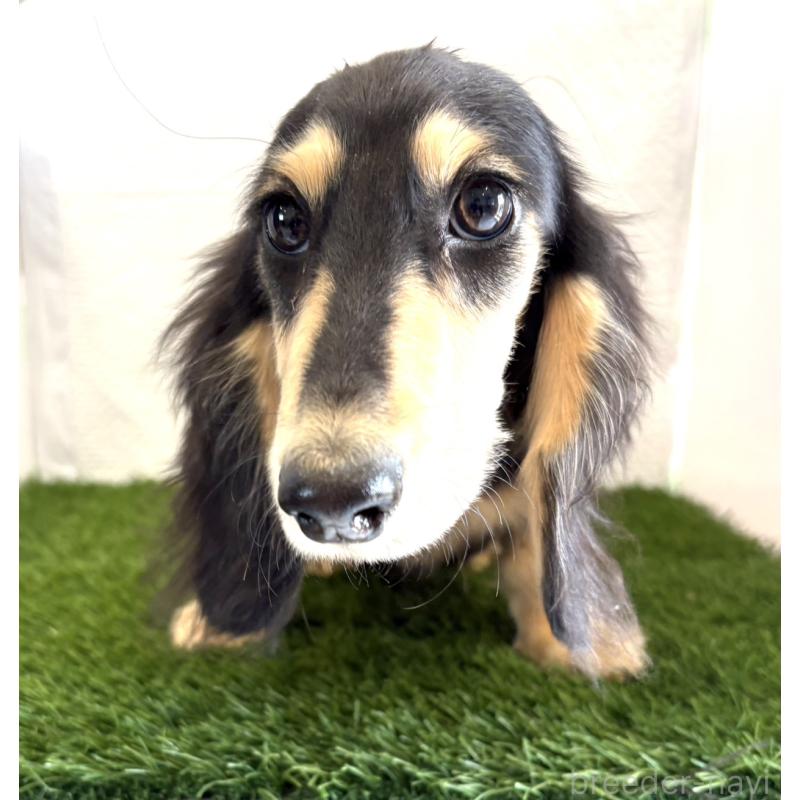 販売中の群馬県のミニチュアダックスフンド(ロングヘアード)-422877の2枚目