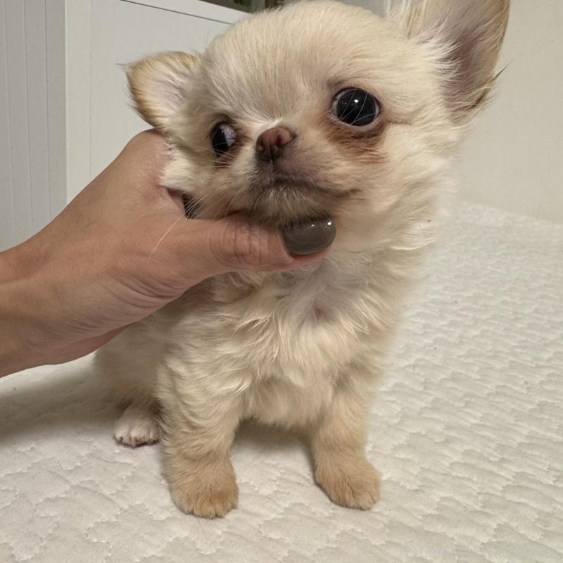 販売中の東京都のチワワ(ロングコート)-422878