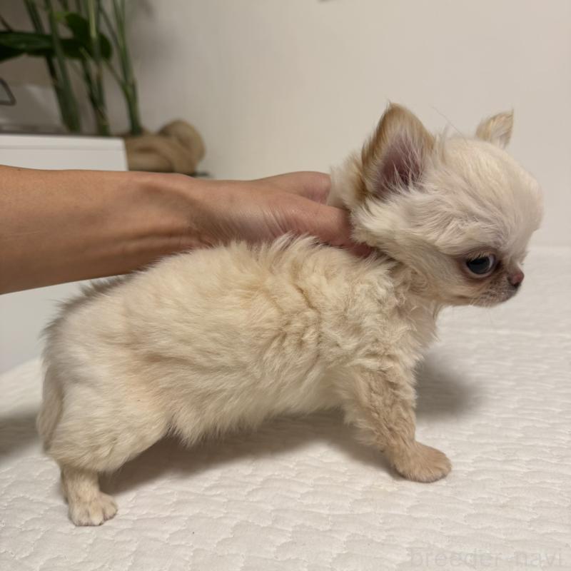 販売中の東京都のチワワ(ロングコート)-422878の9枚目