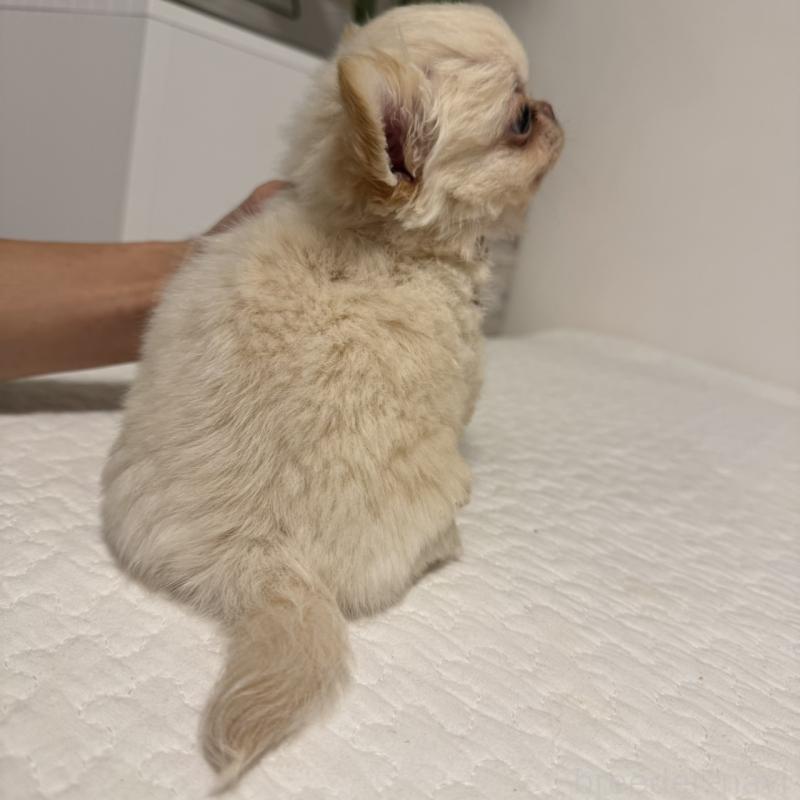 販売中の東京都のチワワ(ロングコート)-422878の8枚目