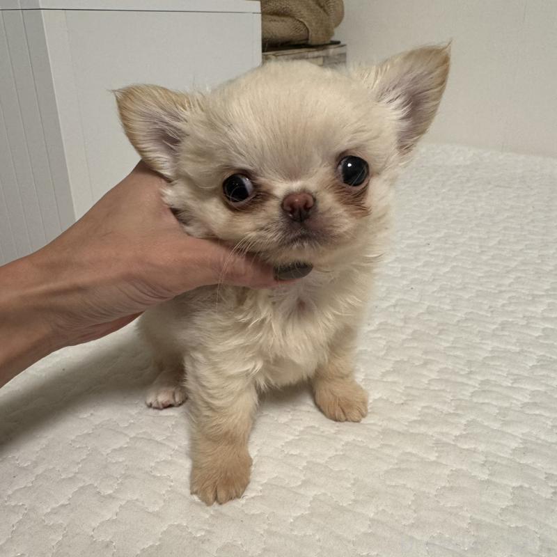 販売中の東京都のチワワ(ロングコート)-422878の7枚目