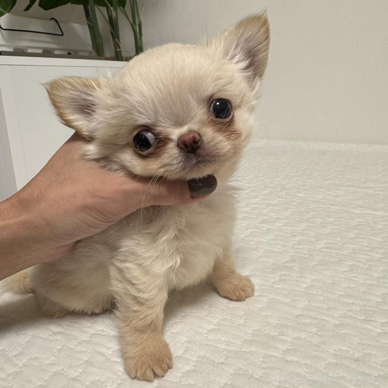 販売中の東京都のチワワ(ロングコート)-422878の6枚目