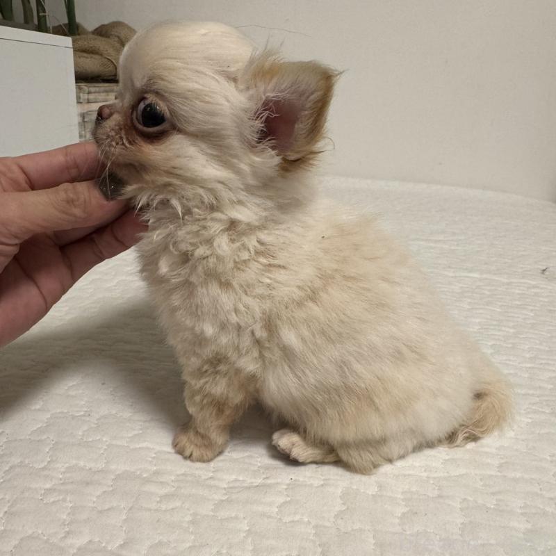 販売中の東京都のチワワ(ロングコート)-422878の5枚目