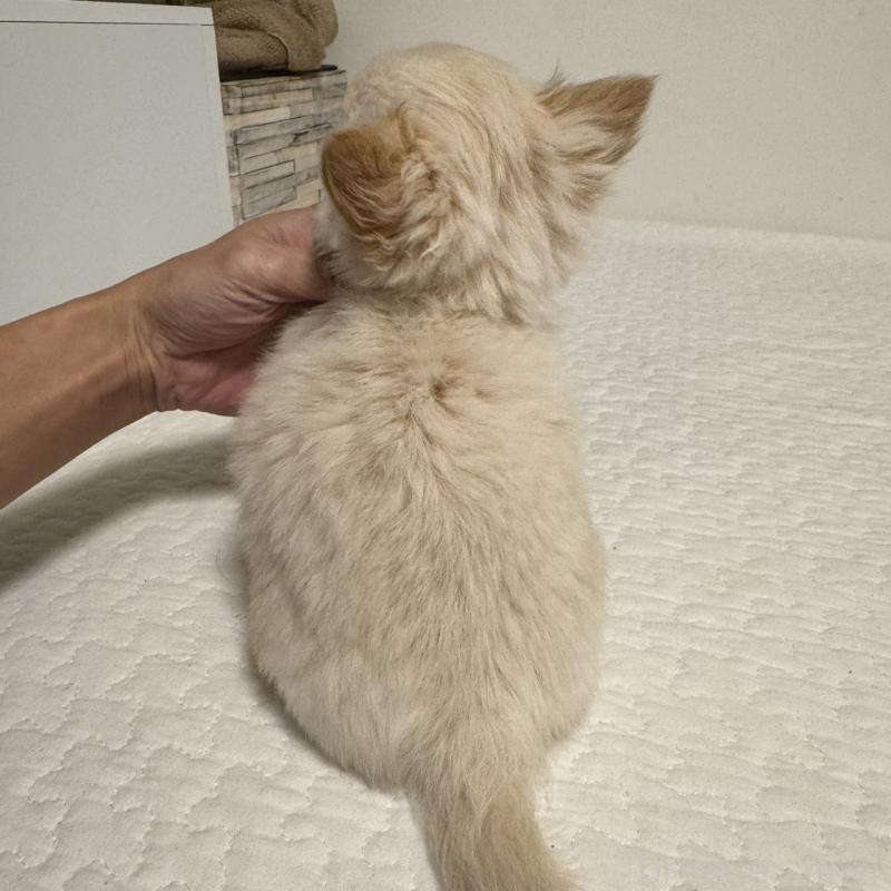 販売中の東京都のチワワ(ロングコート)-422878の4枚目