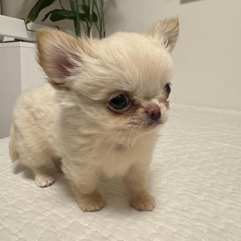 販売中の東京都のチワワ(ロングコート)-422878の3枚目