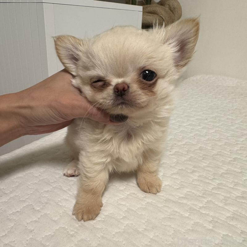 販売中の東京都のチワワ(ロングコート)-422878の2枚目