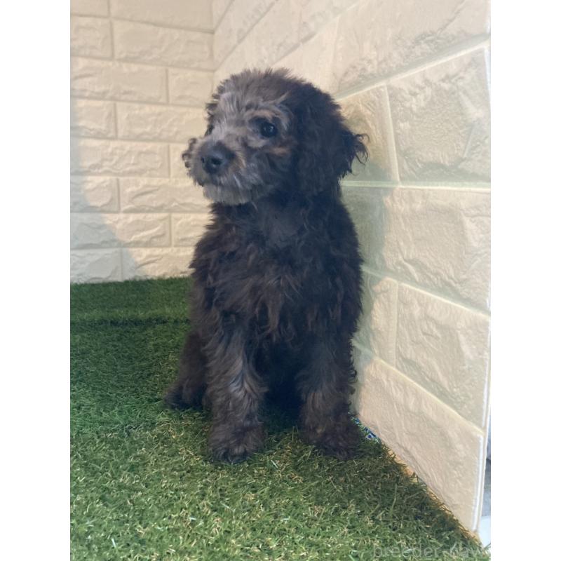 成約済の東京都のタイニープードル-415957の4枚目