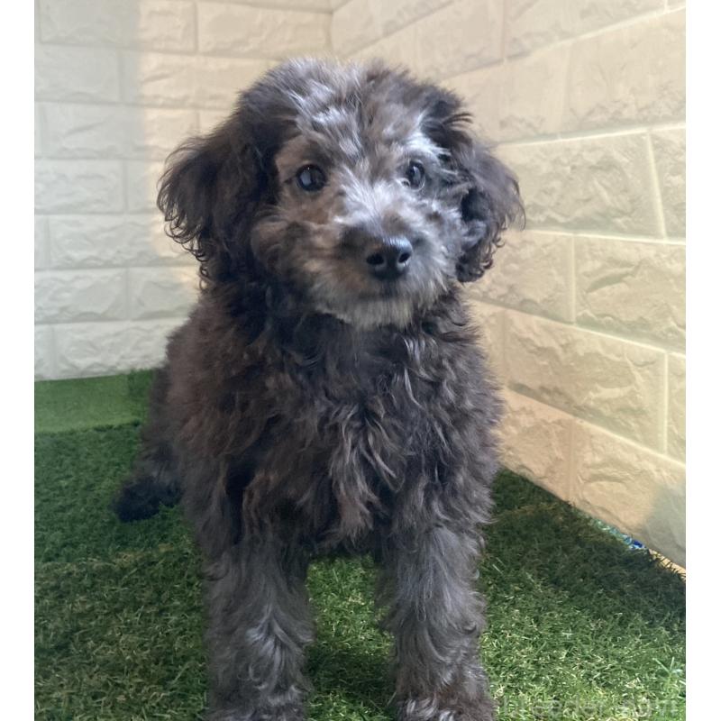 成約済の東京都のタイニープードル-415957の3枚目