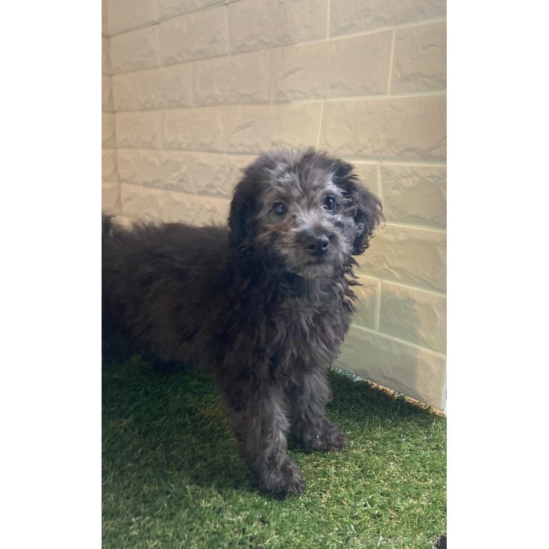 成約済の東京都のタイニープードル-415957の2枚目