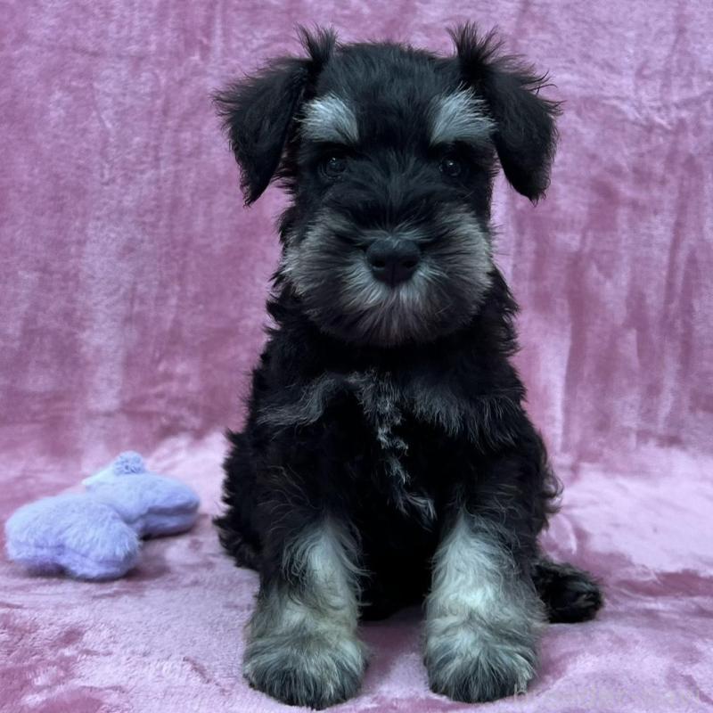 販売中の大阪府のミニチュアシュナウザー-422879の1枚目