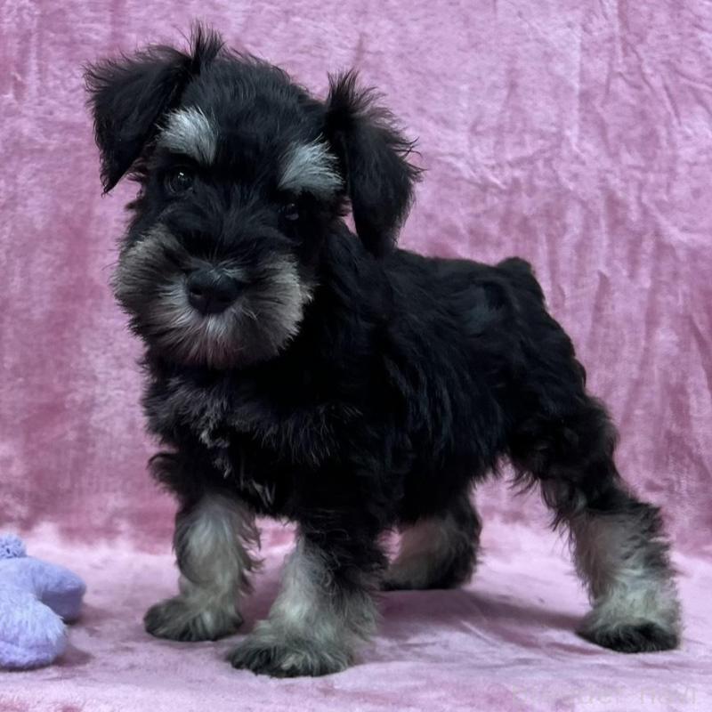 販売中の大阪府のミニチュアシュナウザー-422879の5枚目