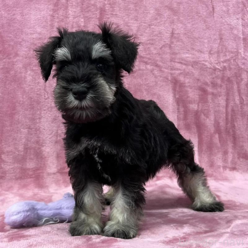 販売中の大阪府のミニチュアシュナウザー-422879の4枚目