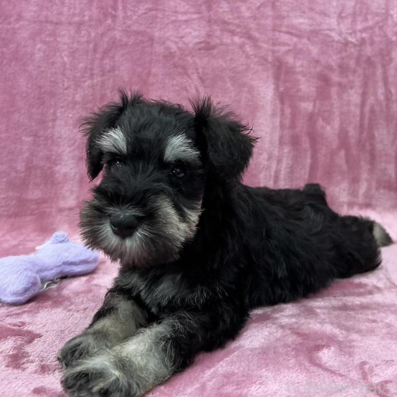 販売中の大阪府のミニチュアシュナウザー-422879の3枚目