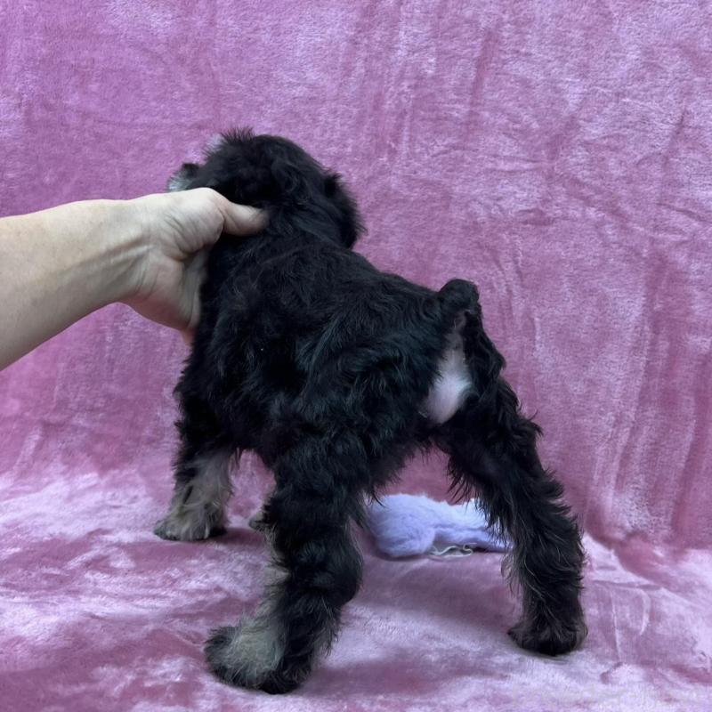 販売中の大阪府のミニチュアシュナウザー-422879の2枚目