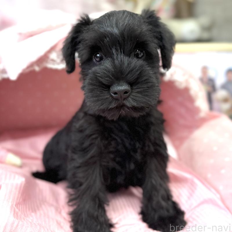 販売中の大阪府のミニチュアシュナウザー-422880の9枚目