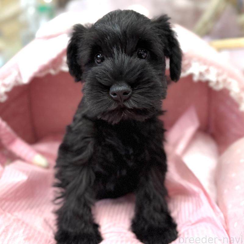 販売中の大阪府のミニチュアシュナウザー-422880の8枚目