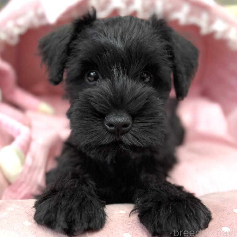 販売中の大阪府のミニチュアシュナウザー-422880の7枚目