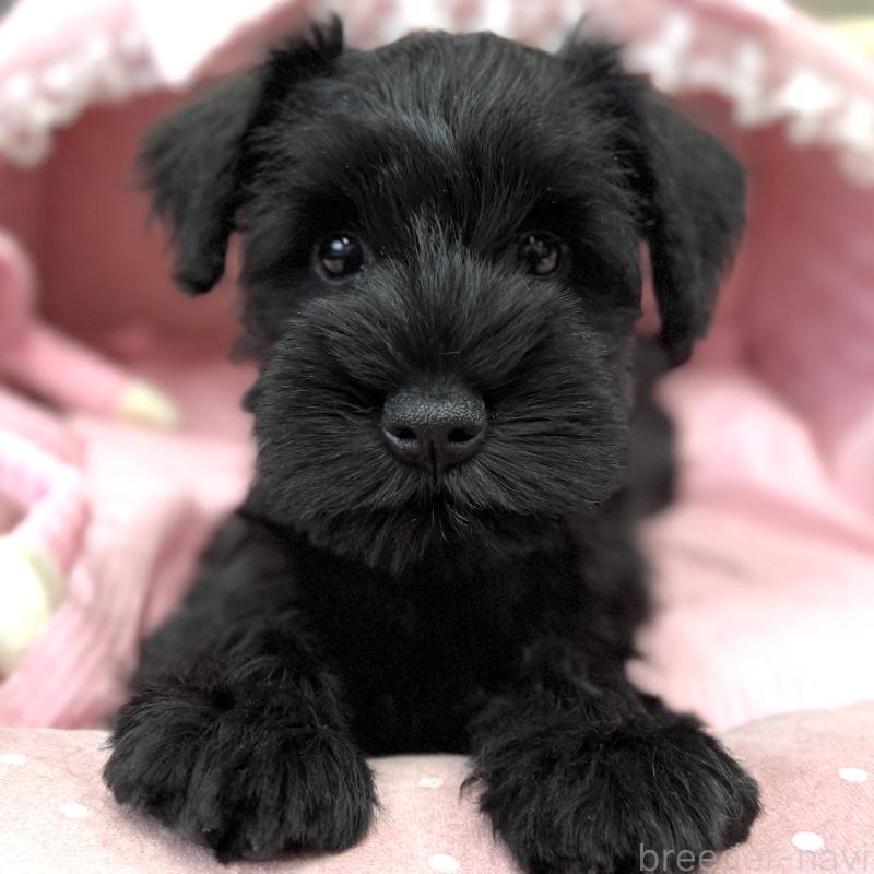 販売中の大阪府のミニチュアシュナウザー-422880の6枚目