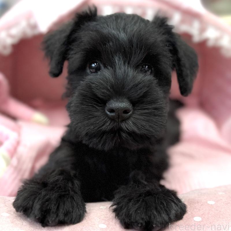 販売中の大阪府のミニチュアシュナウザー-422880の5枚目