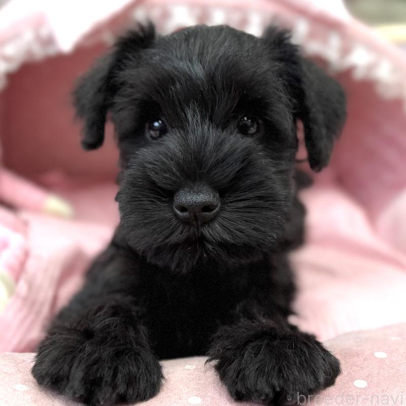 販売中の大阪府のミニチュアシュナウザー-422880の4枚目