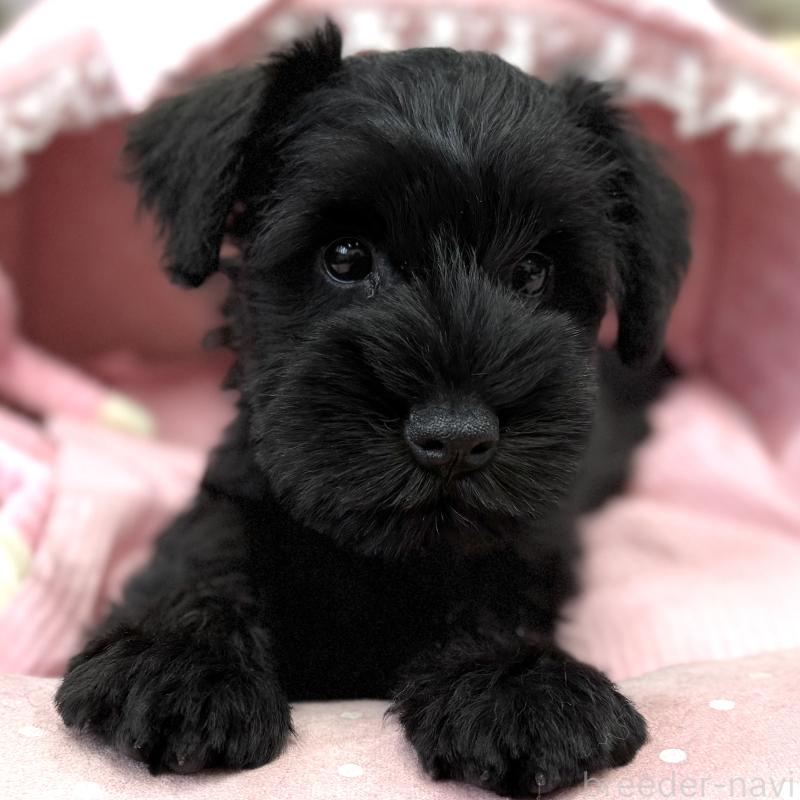 販売中の大阪府のミニチュアシュナウザー-422880の3枚目