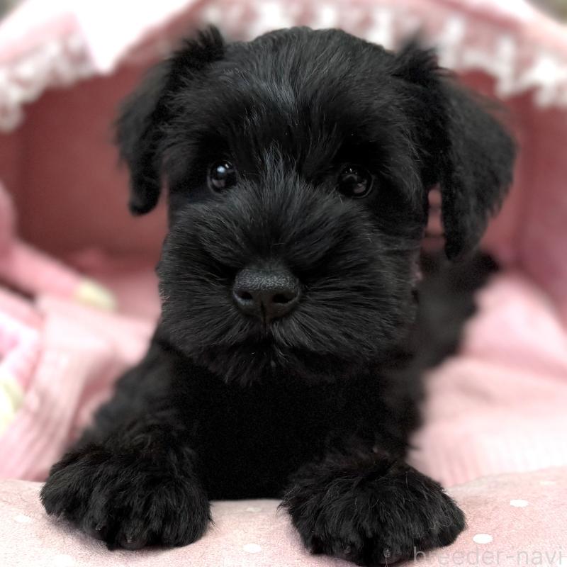 販売中の大阪府のミニチュアシュナウザー-422880の2枚目