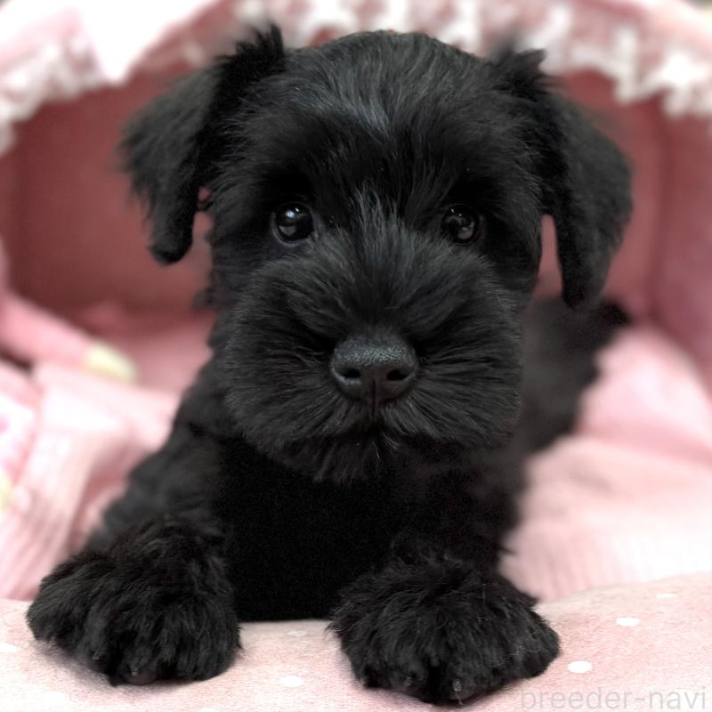 販売中の大阪府のミニチュアシュナウザー-422880