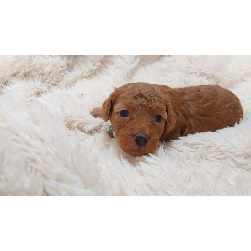 販売中の愛媛県のトイプードル-417730の3枚目