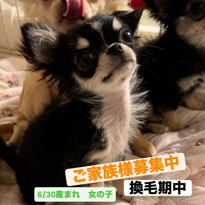 販売中の東京都のチワワ(ロングコート)-422883