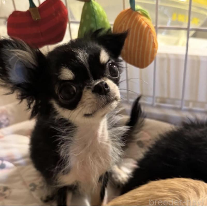 販売中の東京都のチワワ(ロングコート)-422883の6枚目