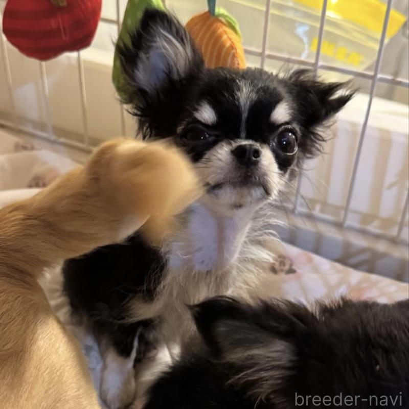 販売中の東京都のチワワ(ロングコート)-422883の5枚目