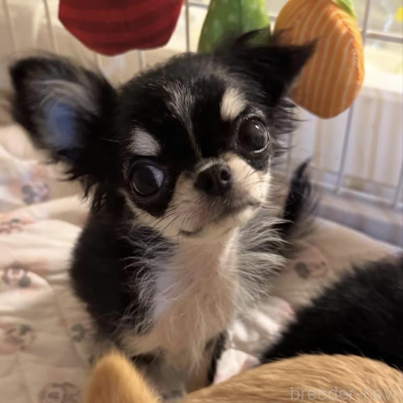 販売中の東京都のチワワ(ロングコート)-422883の4枚目