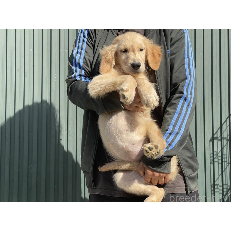 販売中の岐阜県のゴールデンレトリーバー-411213の4枚目