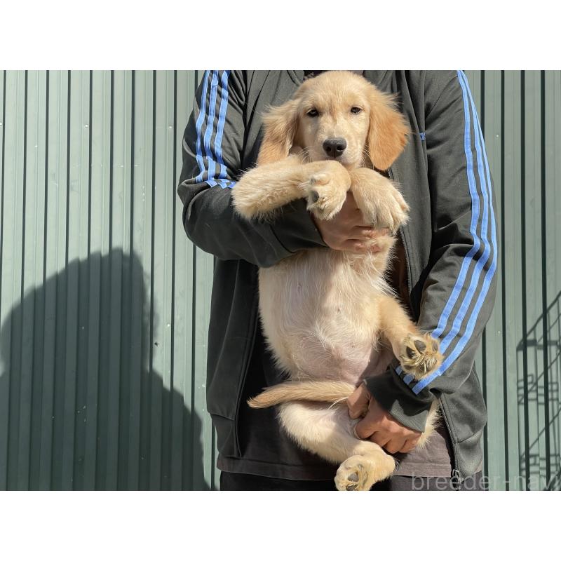 販売中の岐阜県のゴールデンレトリーバー-411213の3枚目