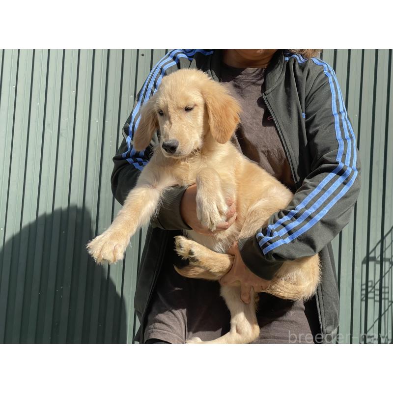 販売中の岐阜県のゴールデンレトリーバー-411213の2枚目