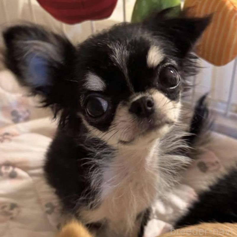 販売中の東京都のチワワ(ロングコート)-422883の3枚目