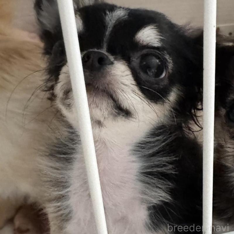 販売中の東京都のチワワ(ロングコート)-422883の2枚目