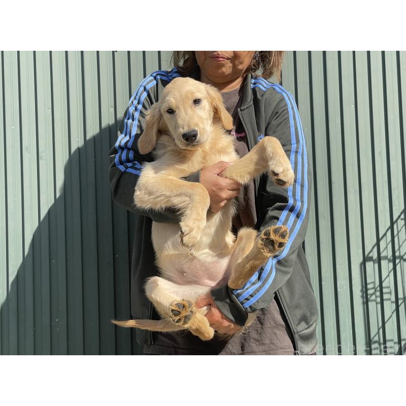 商談中の岐阜県のゴールデンレトリーバー-411212の4枚目