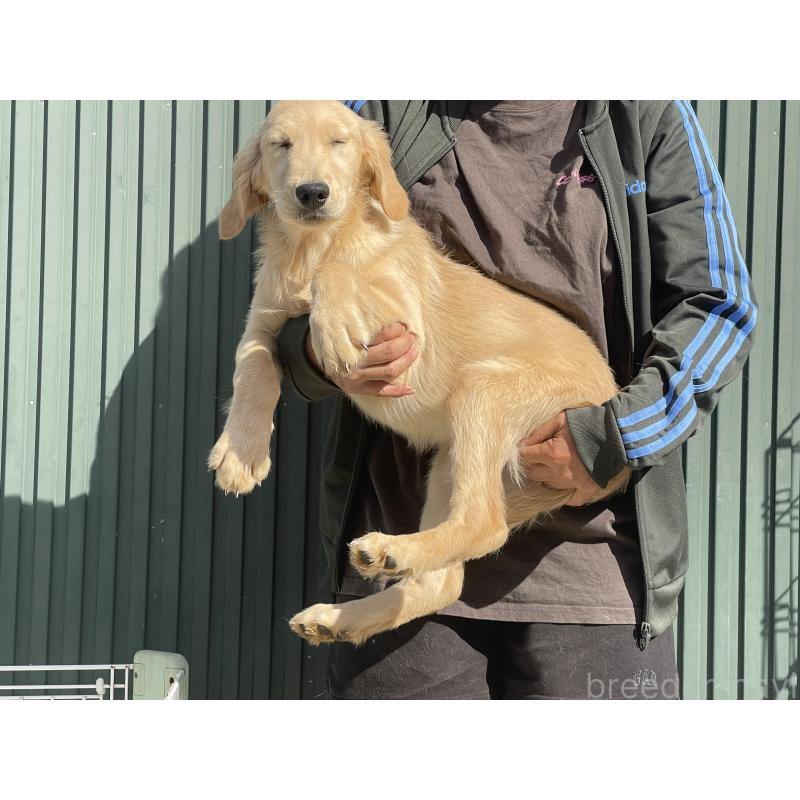 商談中の岐阜県のゴールデンレトリーバー-411212の3枚目