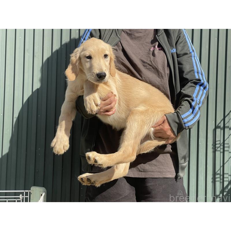 商談中の岐阜県のゴールデンレトリーバー-411212の2枚目