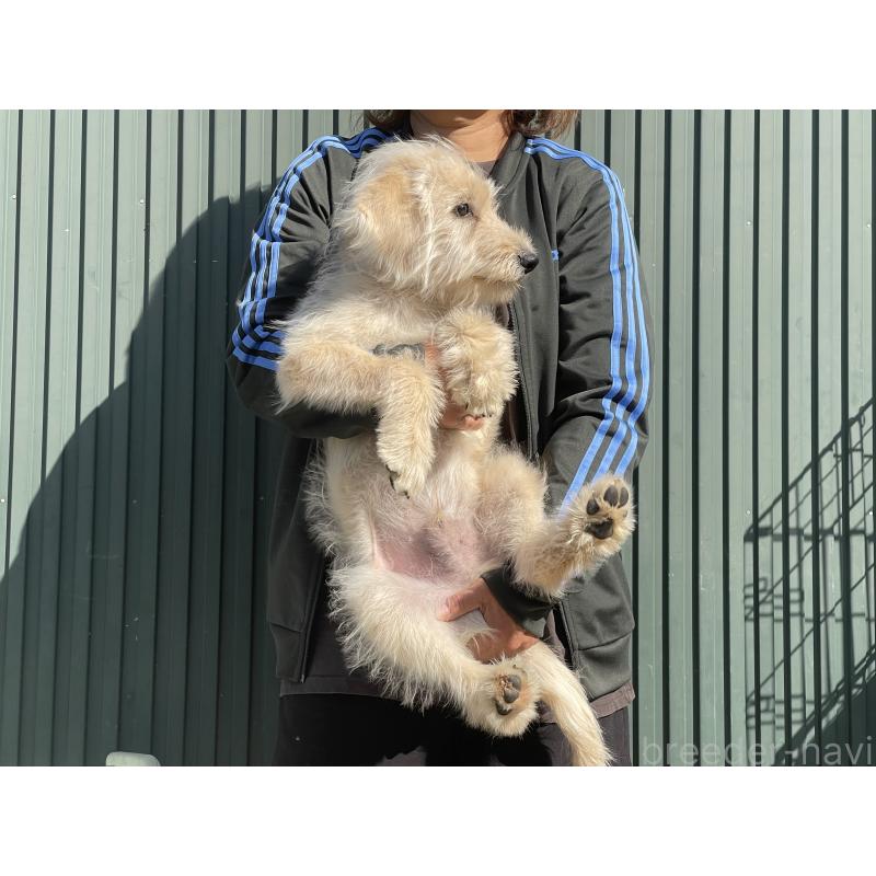 販売中の岐阜県のラブラドゥードル:ラブラドールレトリーバー×プードル-411206の4枚目