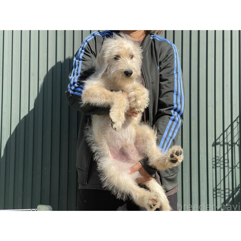 販売中の岐阜県のラブラドゥードル:ラブラドールレトリーバー×プードル-411206の2枚目