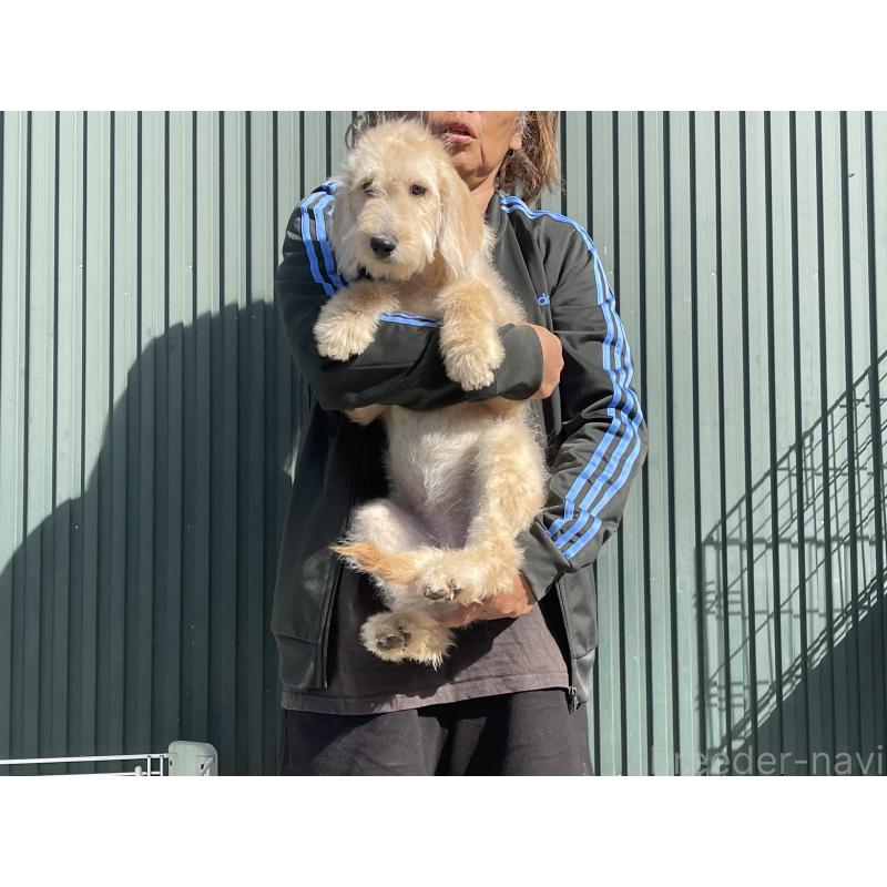 販売中の岐阜県のラブラドゥードル:ラブラドールレトリーバー×プードル-411202の4枚目