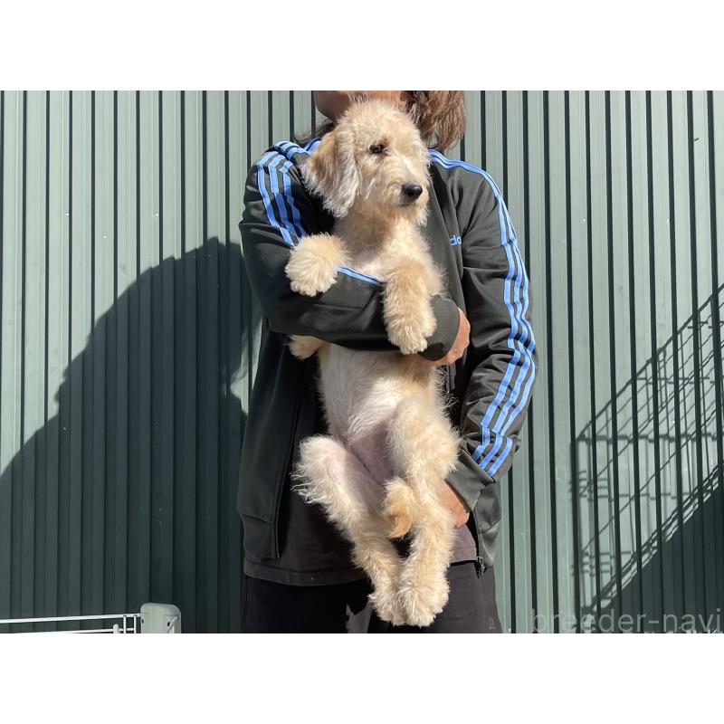 販売中の岐阜県のラブラドゥードル:ラブラドールレトリーバー×プードル-411202の3枚目