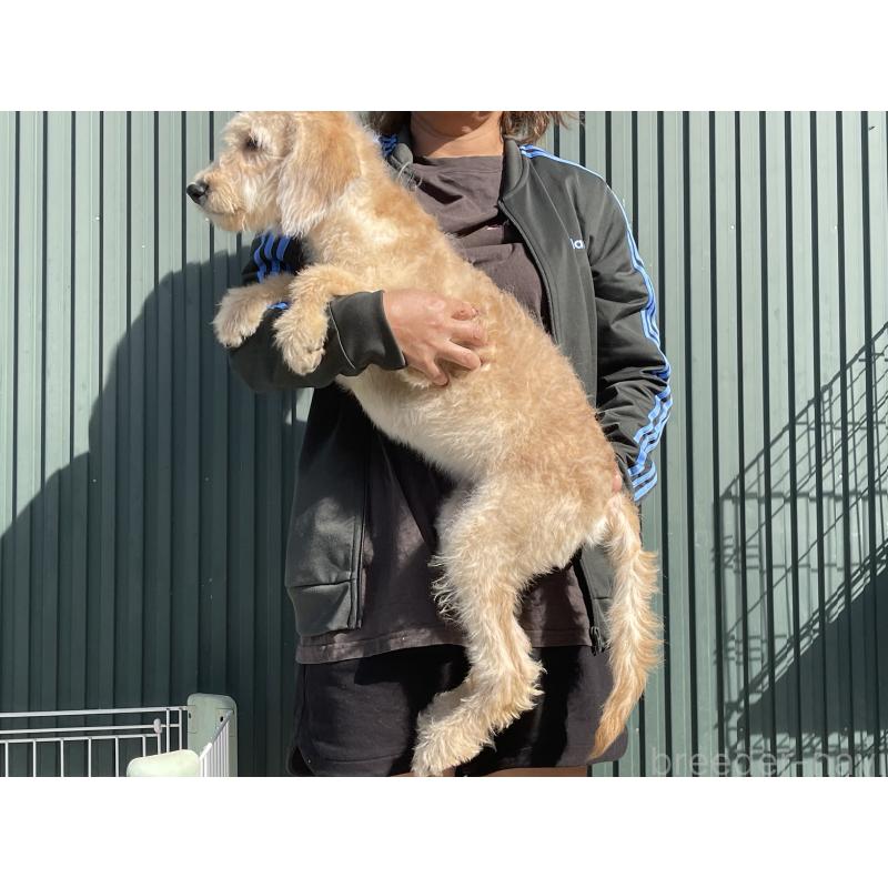 販売中の岐阜県のラブラドゥードル:ラブラドールレトリーバー×プードル-411202の2枚目